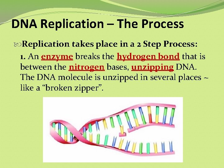 DNA Replication – The Process Replication takes place in a 2 Step Process: 1. DNA Replication – The Process Replication takes place in a 2 Step Process: 1.