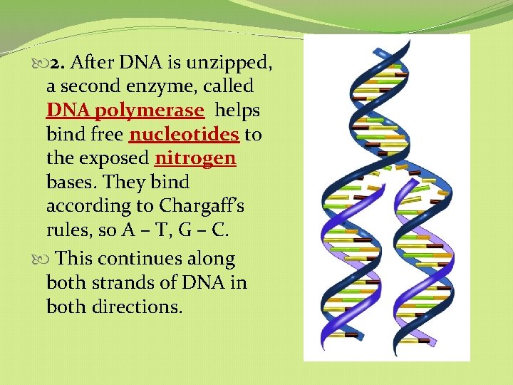 2. After DNA is unzipped, a second enzyme, called DNA polymerase helps bind 2. After DNA is unzipped, a second enzyme, called DNA polymerase helps bind
