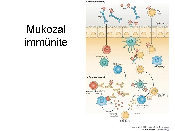 Mukozal immünite 