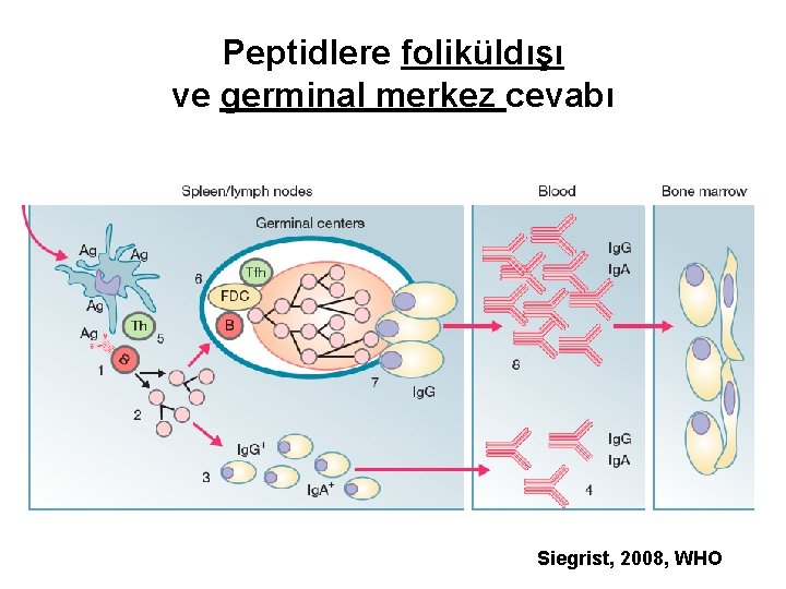 Peptidlere foliküldışı ve germinal merkez cevabı Siegrist, 2008, WHO Peptidlere foliküldışı ve germinal merkez cevabı Siegrist, 2008, WHO