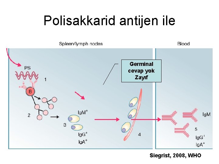 Polisakkarid antijen ile Germinal cevap yok Zayıf Siegrist, 2008, WHO 