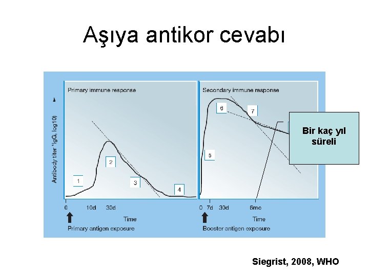 Aşıya antikor cevabı Bir kaç yıl süreli Siegrist, 2008, WHO Aşıya antikor cevabı Bir kaç yıl süreli Siegrist, 2008, WHO
