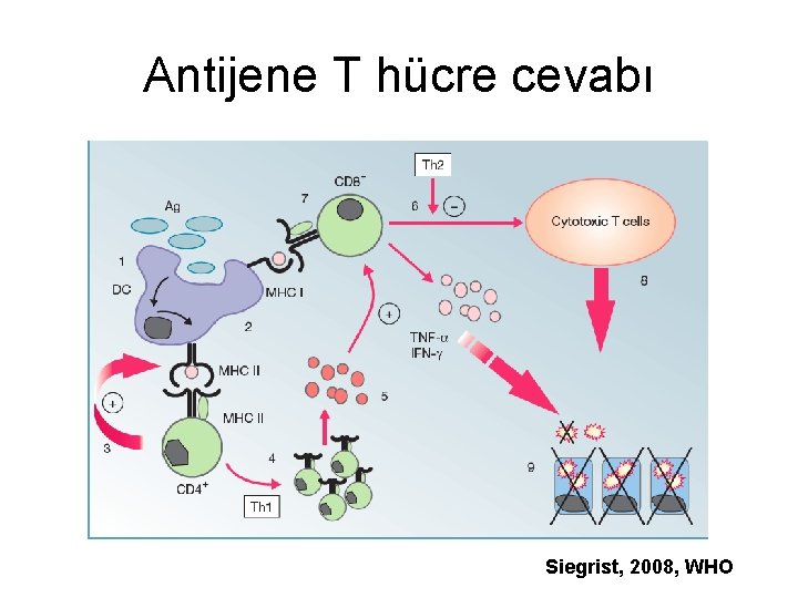 Antijene T hücre cevabı Siegrist, 2008, WHO 