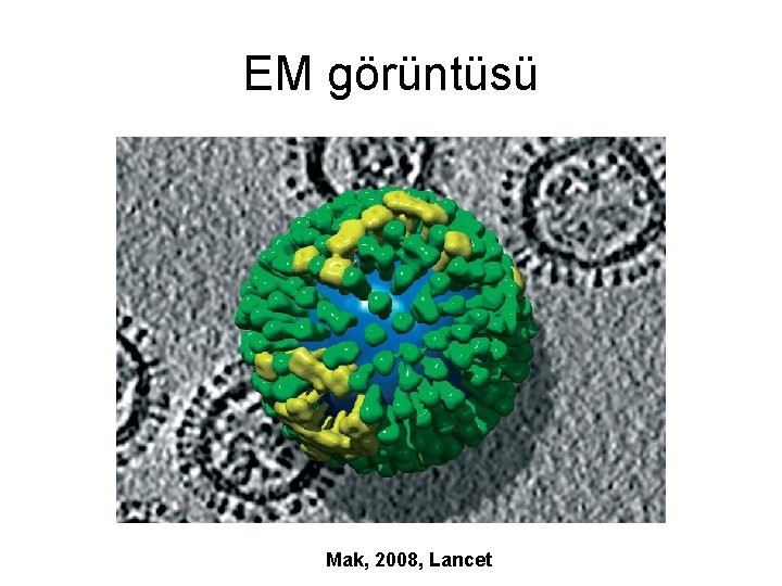 EM görüntüsü Mak, 2008, Lancet 