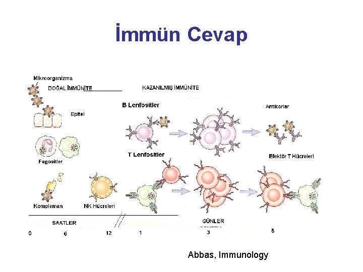 İmmün Cevap Abbas, Immunology 