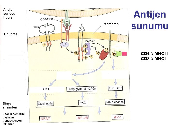 Antijen sunumu CD 4 ≈ MHC II CD 8 ≈ MHC I 