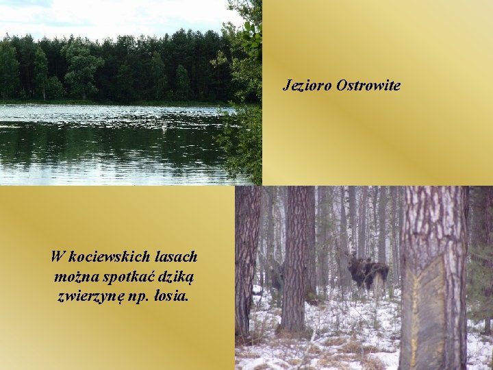 Jezioro Ostrowite W kociewskich lasach można spotkać dziką zwierzynę np. łosia. 