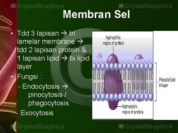 Membran Sel • Tdd 3 lapisan tri lamelar membrane tdd 2 lapisan protein &