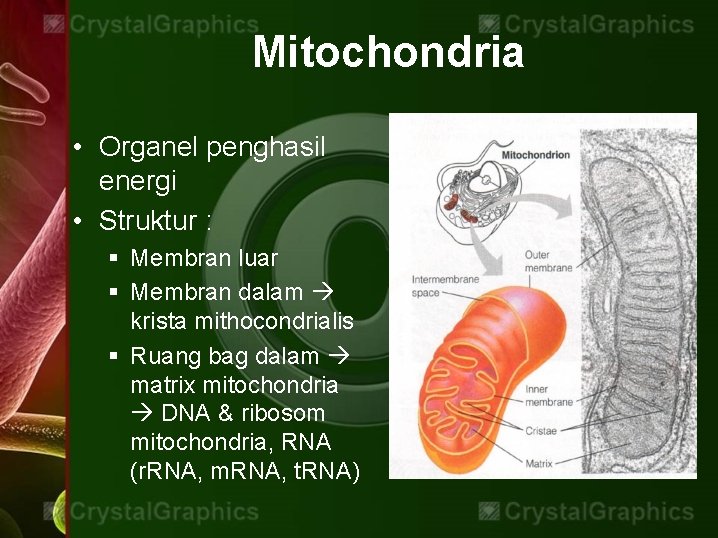 Mitochondria • Organel penghasil energi • Struktur : § Membran luar § Membran dalam