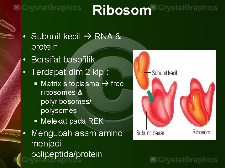 Ribosom • Subunit kecil RNA & protein • Bersifat basofilik • Terdapat dlm 2