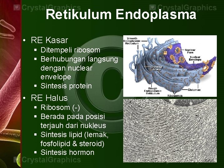 Retikulum Endoplasma • RE Kasar § Ditempeli ribosom § Berhubungan langsung dengan nuclear envelope