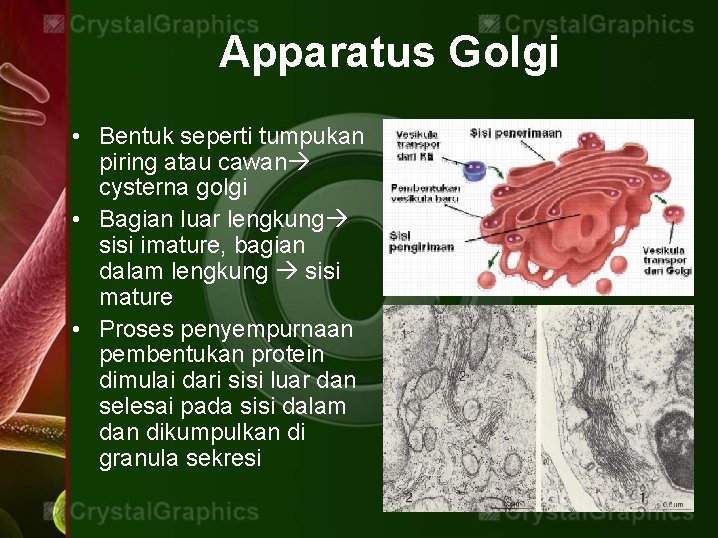 Apparatus Golgi • Bentuk seperti tumpukan piring atau cawan cysterna golgi • Bagian luar