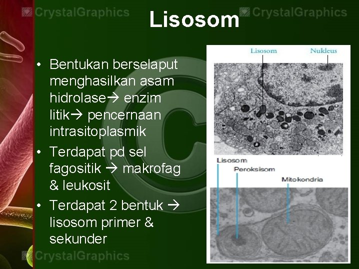 Lisosom • Bentukan berselaput menghasilkan asam hidrolase enzim litik pencernaan intrasitoplasmik • Terdapat pd