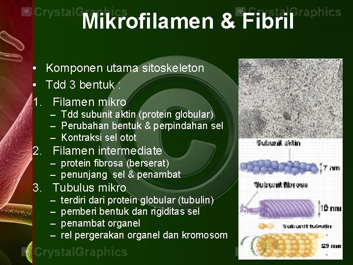 Mikrofilamen & Fibril • Komponen utama sitoskeleton • Tdd 3 bentuk : 1. Filamen