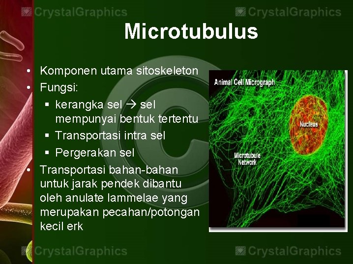 Microtubulus • Komponen utama sitoskeleton • Fungsi: § kerangka sel mempunyai bentuk tertentu §