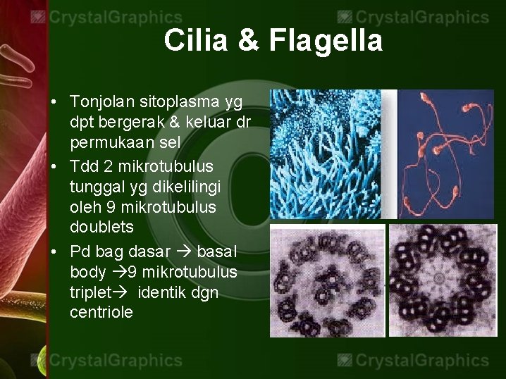 Cilia & Flagella • Tonjolan sitoplasma yg dpt bergerak & keluar dr permukaan sel