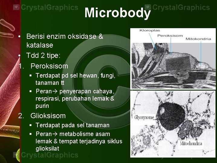 Microbody • Berisi enzim oksidase & katalase • Tdd 2 tipe: 1. Peroksisom §