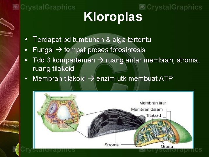 Kloroplas • Terdapat pd tumbuhan & alga tertentu • Fungsi tempat proses fotosintesis •