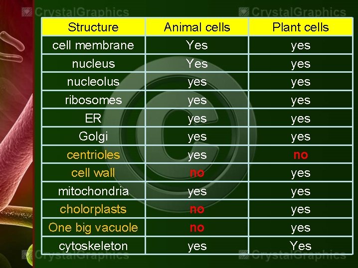 Structure cell membrane nucleus nucleolus ribosomes ER Golgi centrioles cell wall mitochondria cholorplasts One