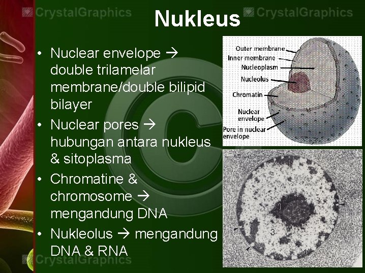 Nukleus • Nuclear envelope double trilamelar membrane/double bilipid bilayer • Nuclear pores hubungan antara