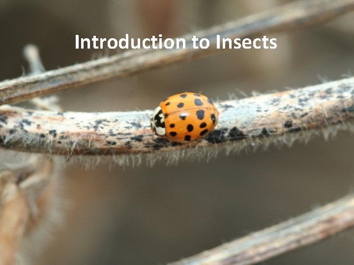 Introduction to Insects 