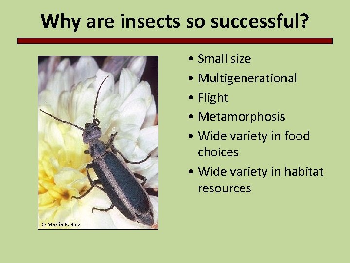 Why are insects so successful? • Small size • Multigenerational • Flight • Metamorphosis