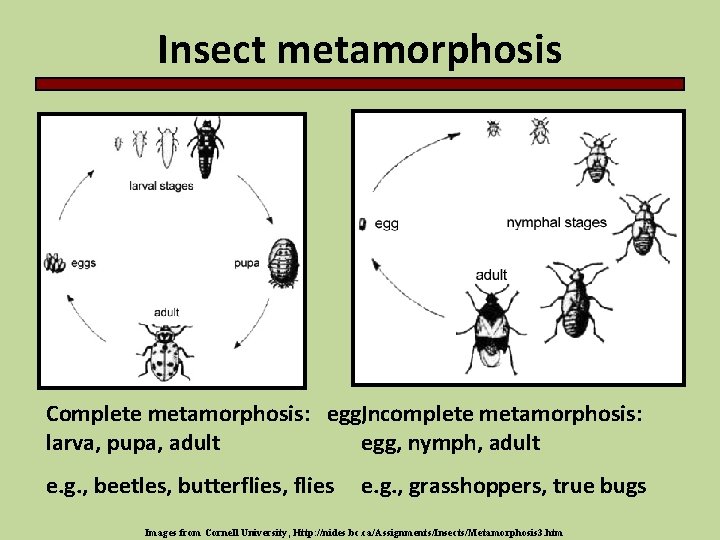 Insect metamorphosis Complete metamorphosis: egg, Incomplete metamorphosis: larva, pupa, adult egg, nymph, adult e.