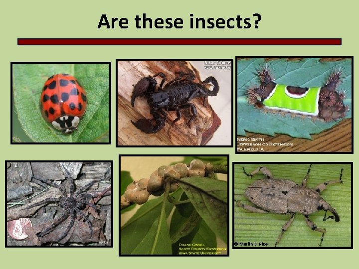 Are these insects? © Marlin E. Rice 