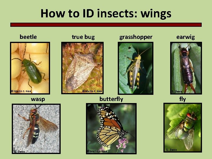 How to ID insects: wings beetle © Marlin E. Rice grasshopper © Marlin E.