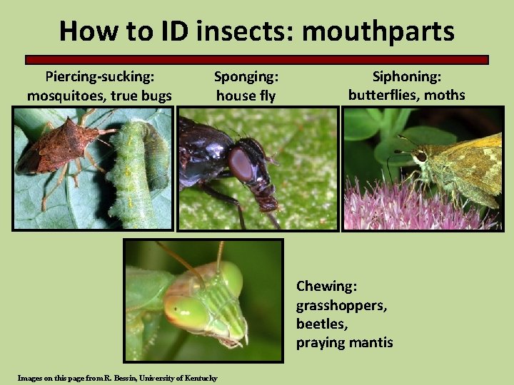 How to ID insects: mouthparts Piercing-sucking: mosquitoes, true bugs Sponging: house fly Siphoning: butterflies,