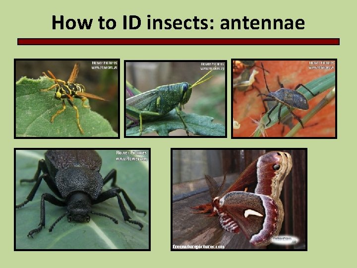 How to ID insects: antennae freenaturepictures. com 