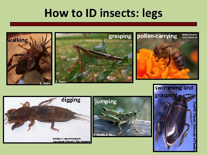 How to ID insects: legs grasping pollen-carrying walking L. Jesse jumping © Marlin E.