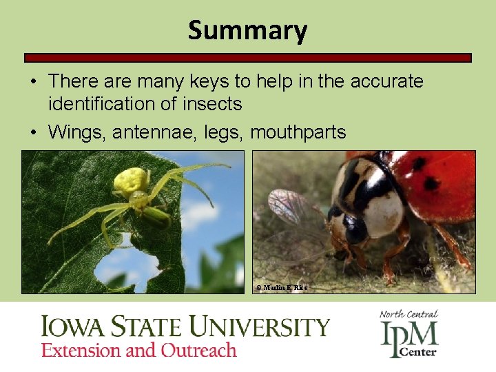 Summary • There are many keys to help in the accurate identification of insects