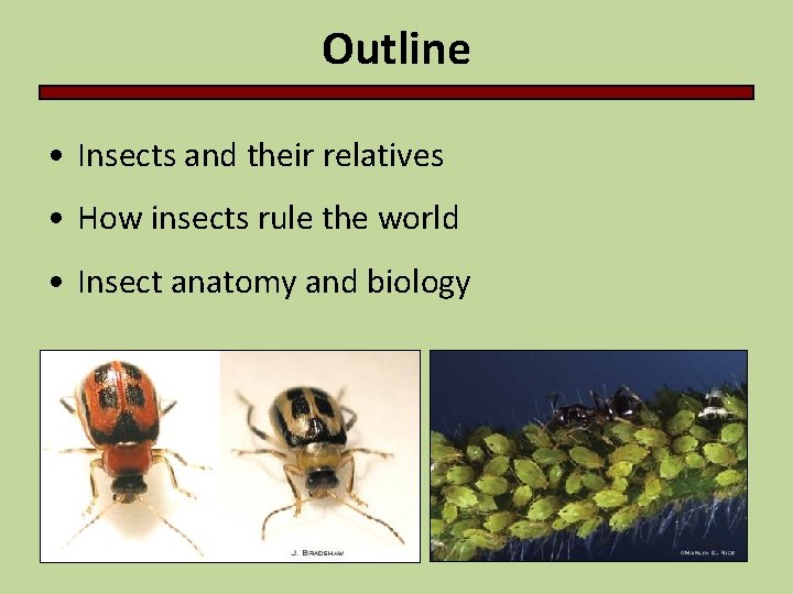 Outline • Insects and their relatives • How insects rule the world • Insect