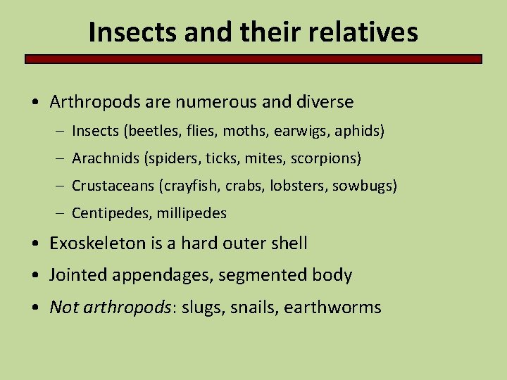 Insects and their relatives • Arthropods are numerous and diverse – Insects (beetles, flies,