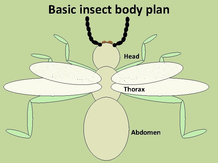Basic insect body plan Head Thorax Abdomen 