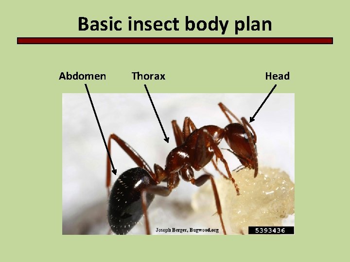 Basic insect body plan Abdomen Thorax Head 