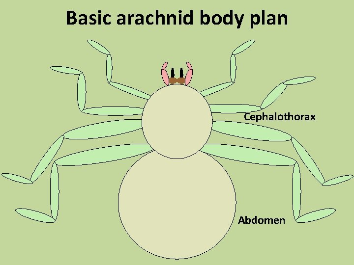Basic arachnid body plan Cephalothorax Abdomen 