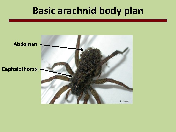 Basic arachnid body plan Abdomen Cephalothorax 