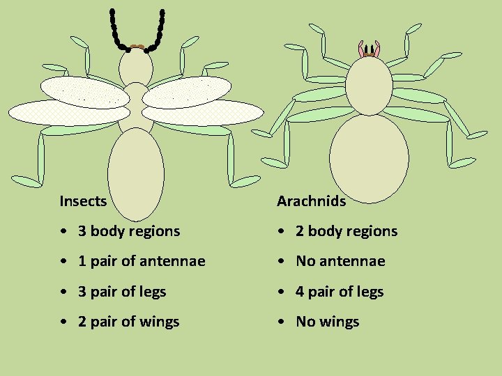 Insects Arachnids • 3 body regions • 2 body regions • 1 pair of