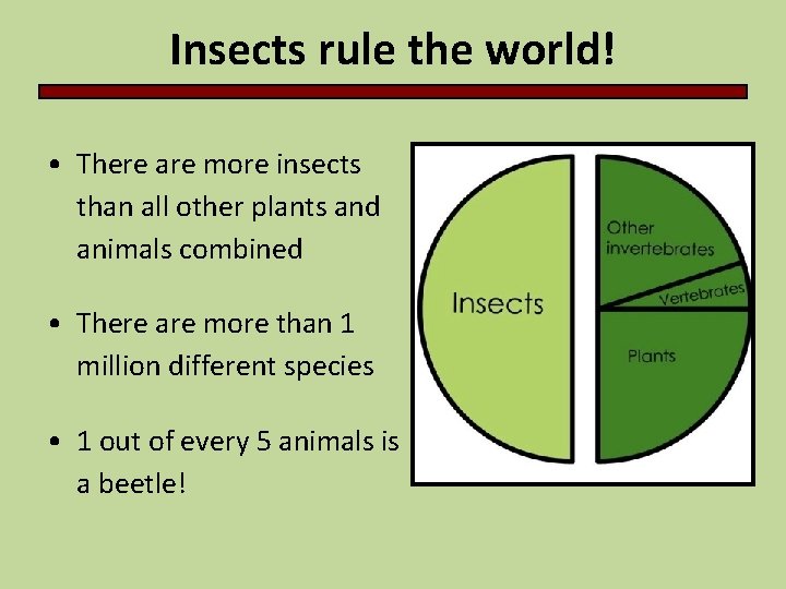 Insects rule the world! • There are more insects than all other plants and