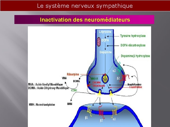 Le système nerveux sympathique Inactivation des neuromédiateurs 
