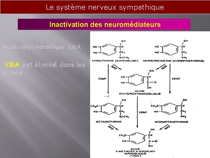 Le système nerveux sympathique Inactivation des neuromédiateurs Acide vanyl mandélique VMA est éliminé dans