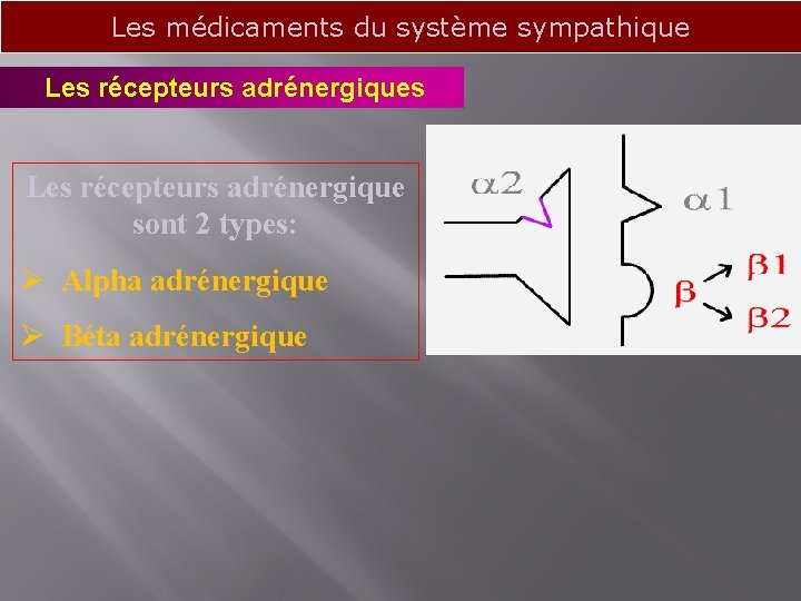 Les médicaments du système sympathique Les récepteurs adrénergiques Les récepteurs adrénergique sont 2 types: