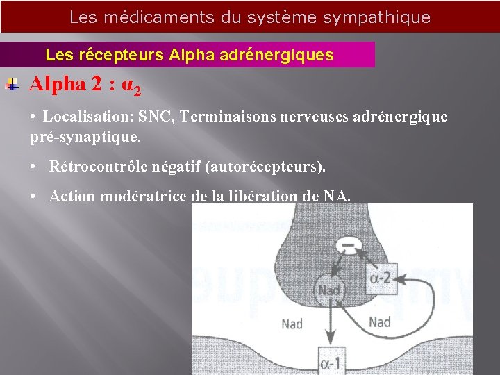 Les médicaments du système sympathique Les récepteurs Alpha adrénergiques Alpha 2 : α 2