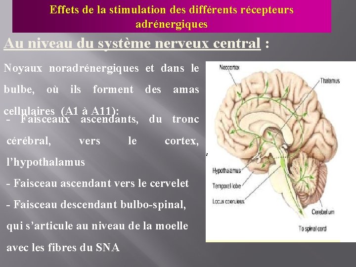 Effets de la stimulation des différents récepteurs adrénergiques Au niveau du système nerveux central