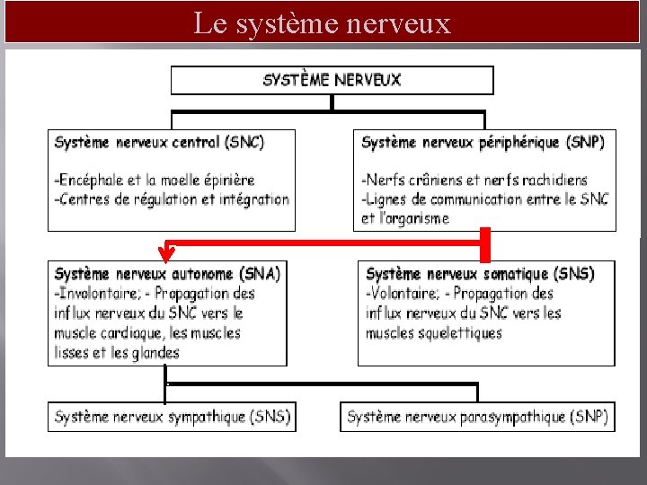 Le système nerveux 