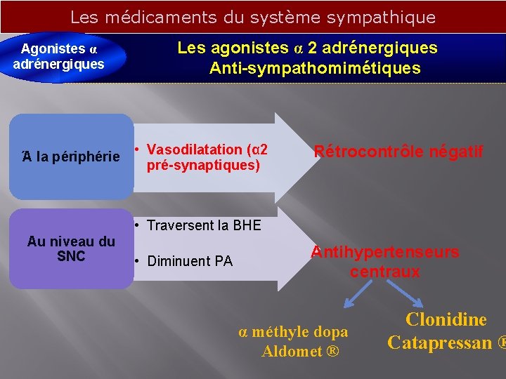 Les médicaments du système sympathique Agonistes α adrénergiques Ά la périphérie Les agonistes α