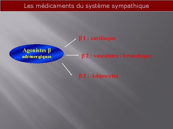 Les médicaments du système sympathique β 1 : cardiaque Agonistes β adrénergiques β 2