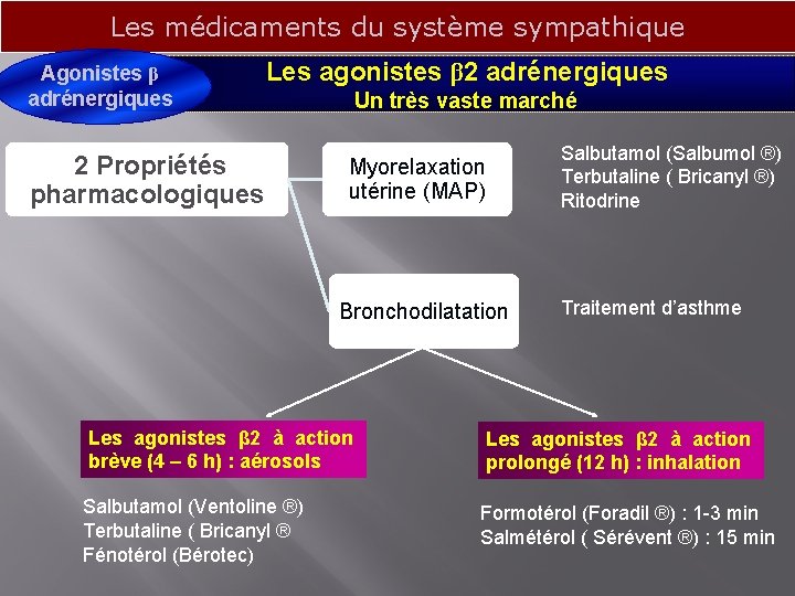 Les médicaments du système sympathique Agonistes β adrénergiques Les agonistes β 2 adrénergiques 2